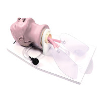 Adult,airway trainer