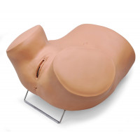 Female pelvis model