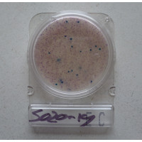 Bact.testing,E-Coli,Compact Dry Plates